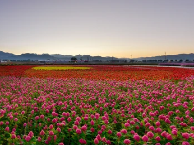 Campo cheio de flores e outras plantinhas.