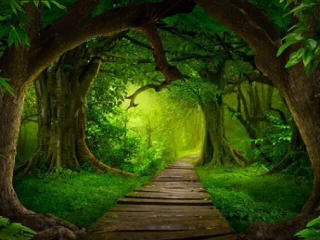 Uma floresta onde eu possa acampar.