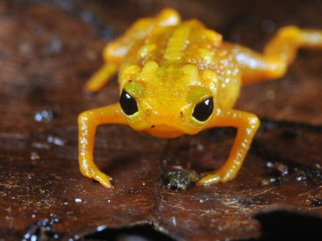 Sapo-dourado