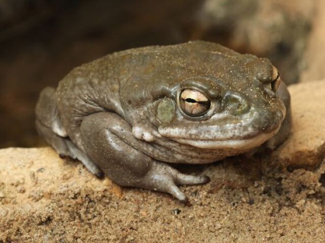 Bufo alvarius