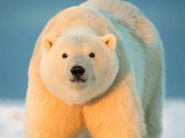 Urso Polar