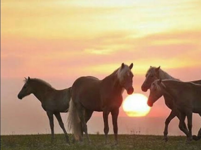 Andar a cavalo