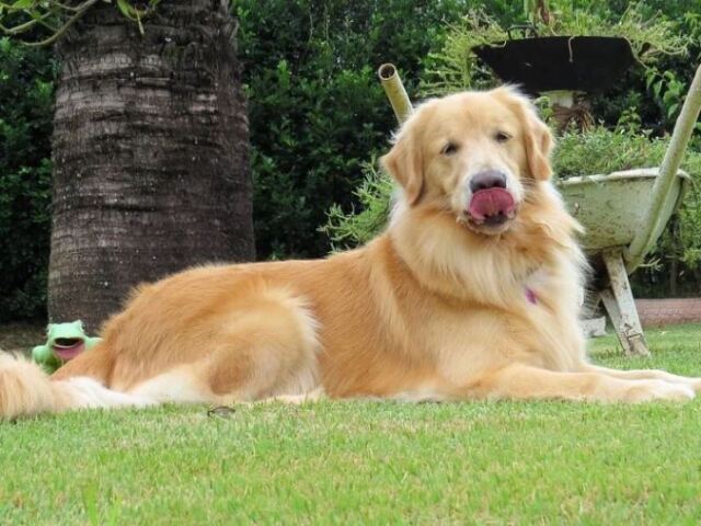 Qual raça de cachorro combina com você?