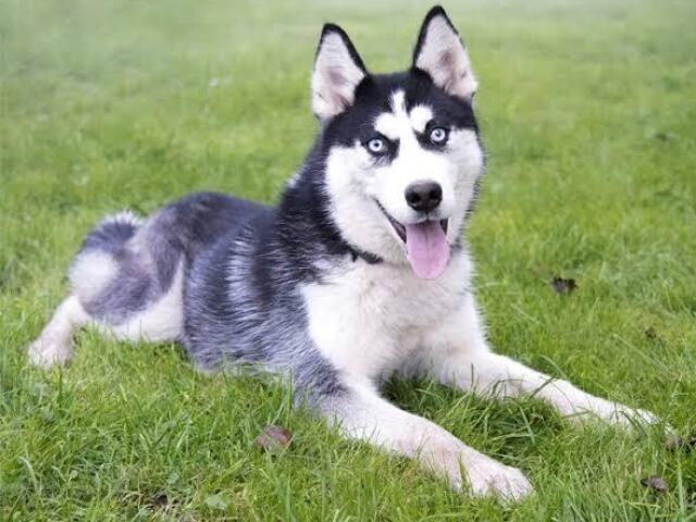 Rusky Siberiano