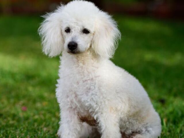Poodle
