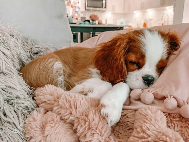 Qual é a raça desse cachorro?