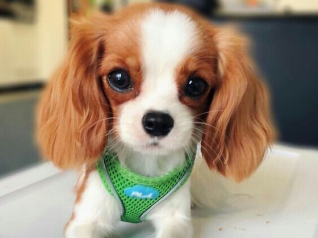 Bom!