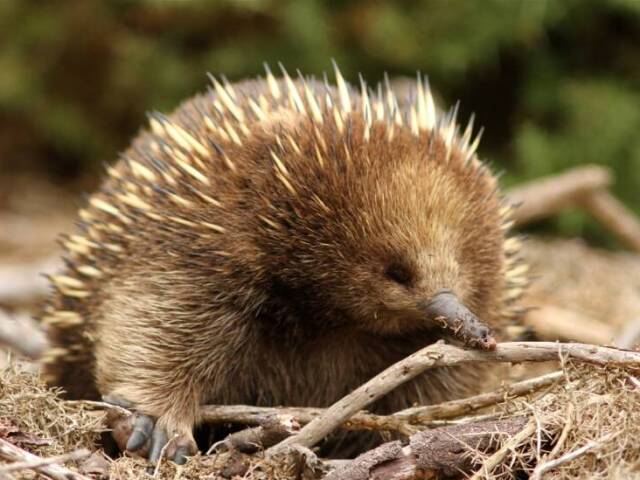 echidna