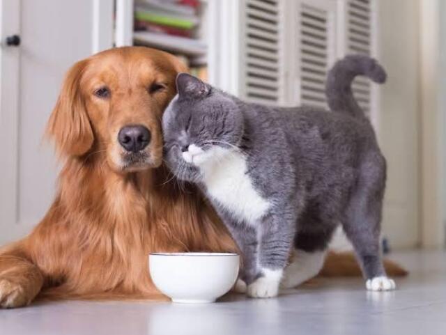 Você é mais cachorro ou gato?