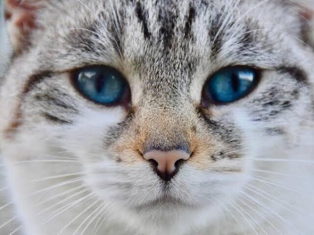 100% gato