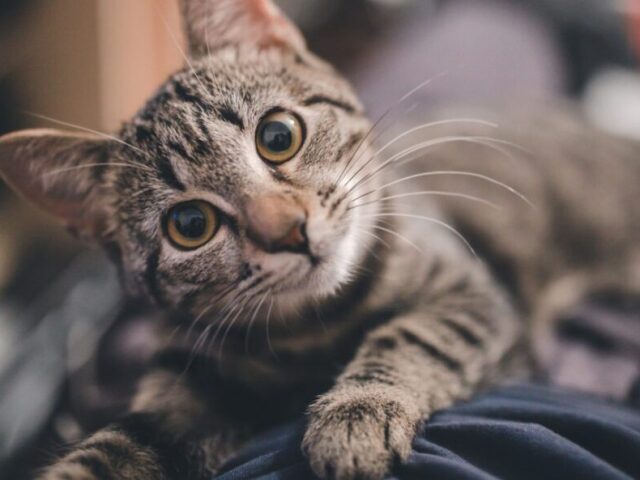 Qual raça de gato combina com você?