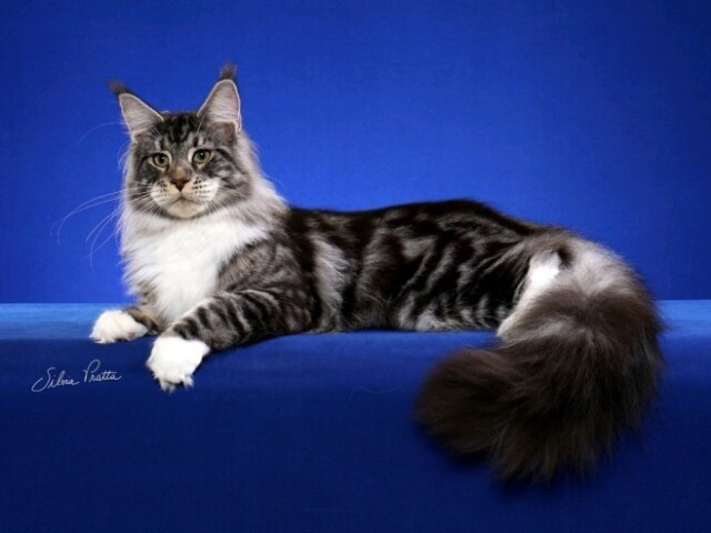 Mine Coon
