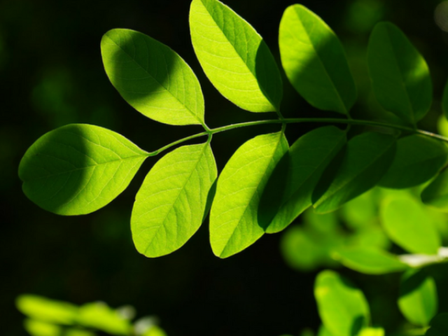 Planta/Flor