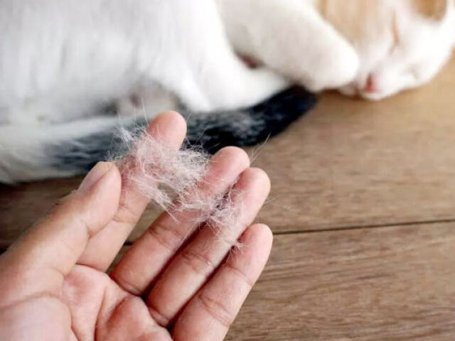 Pelo de Gato