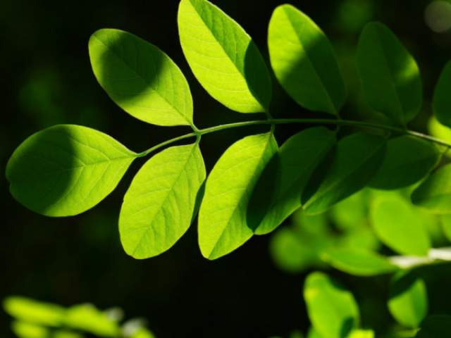 Planta/Flor