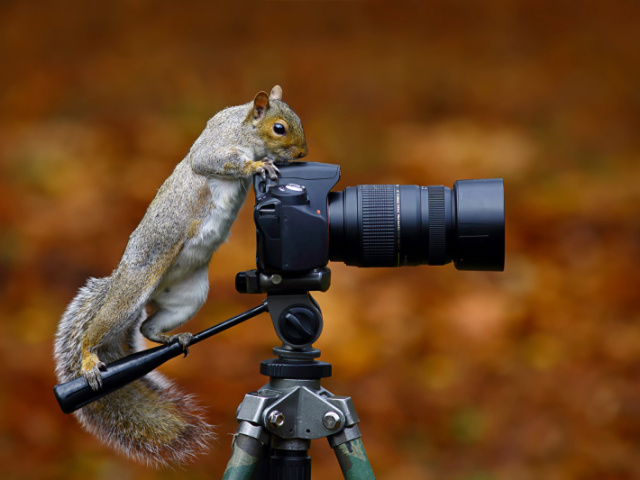 Qual tipo de fotógrafo você é?