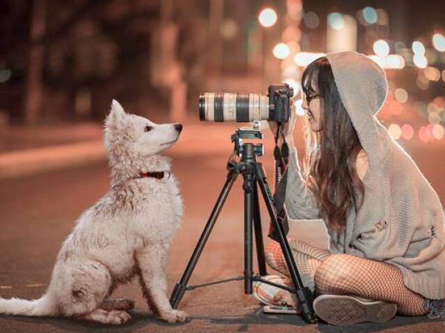 O louco dos pets
