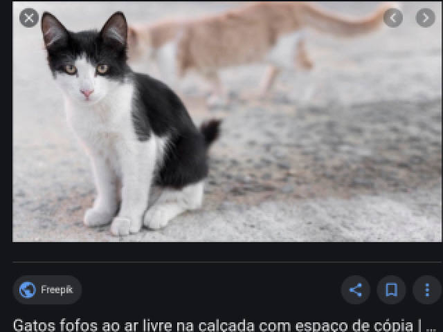 um gato preto e branco