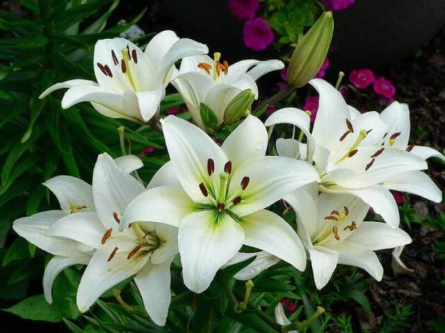 Lilies