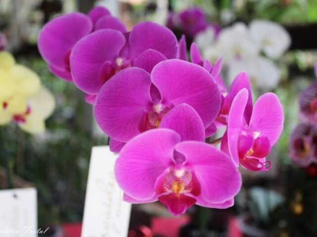 Orchids