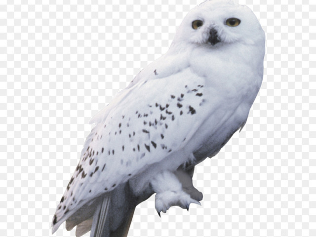 Coruja