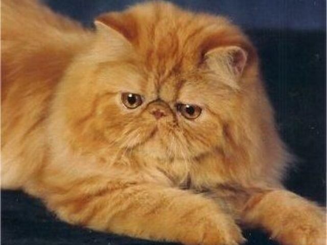 Gato