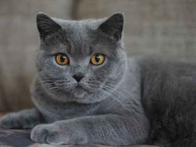Gato cinza 🦝
