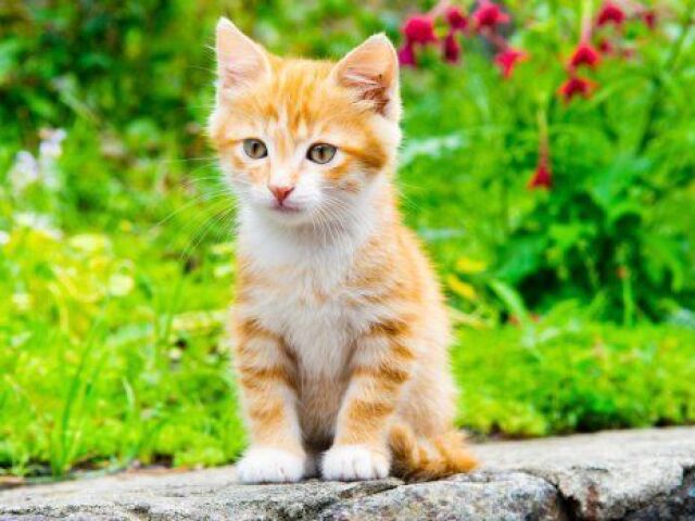 Gato amarelo 😺