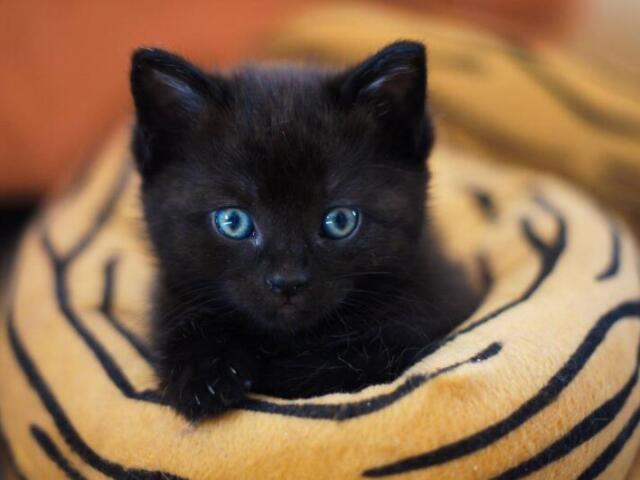 Gato preto 🖤