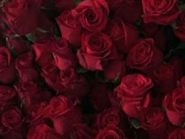 Rosa! 🌹✨
