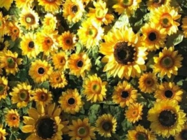 Girassol! 🌻✨