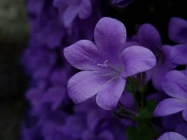 Violeta! 💐✨