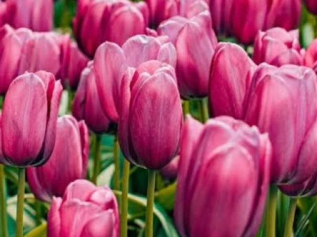 Tulipa! 🌷✨