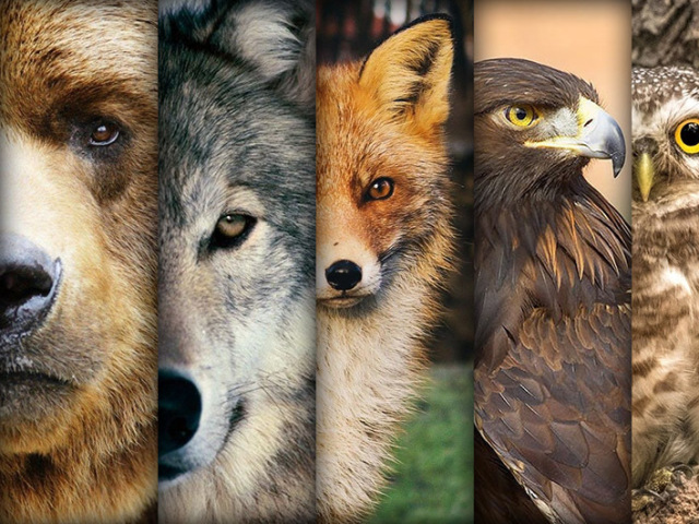 Qual é o seu espírito animal?