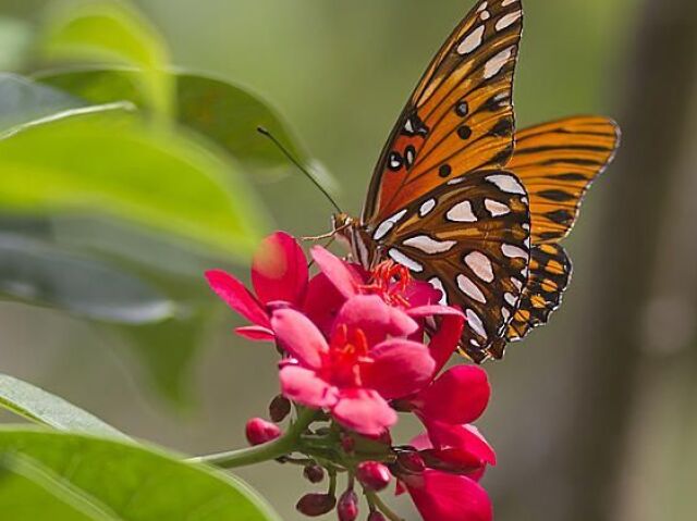 Borboleta