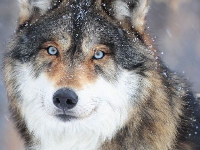 Lobo