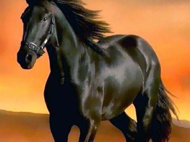 Cavalo