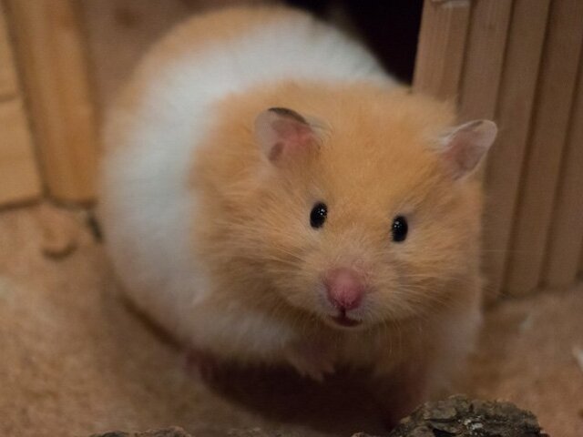 HAMSTER