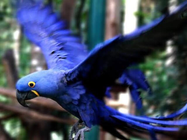 Arara Azul