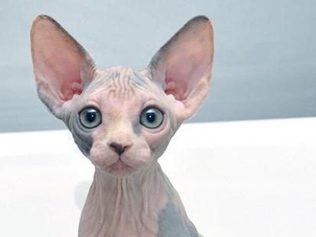 Sphynx