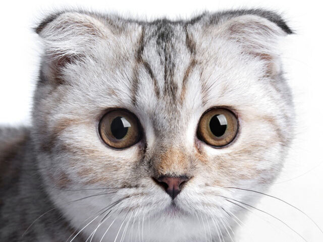 Scottish Fold