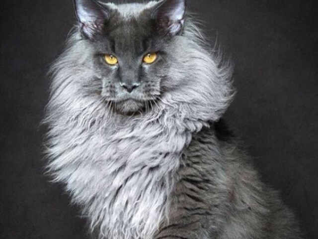 Maine Coon