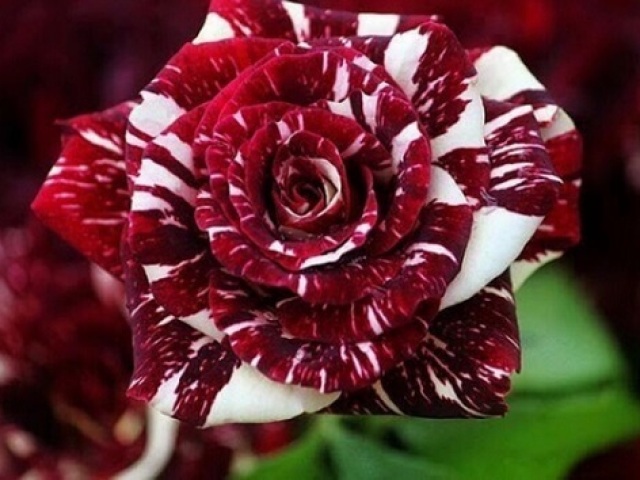 Qual flor combina mais com você?