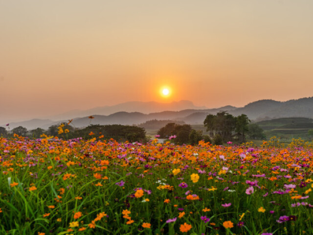 Campo com flores