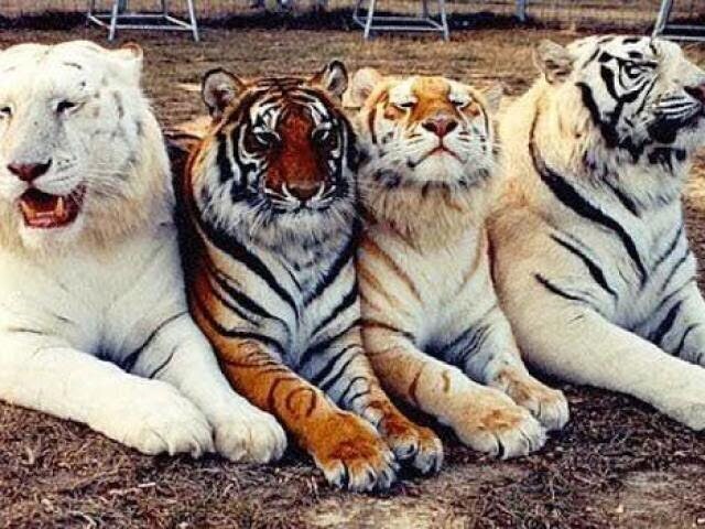 Tigre