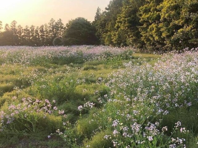 campo/floresta