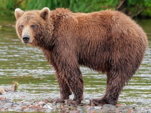 Urso