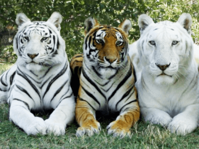 Qual animal selvagem você seria?
