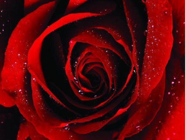 Rosa