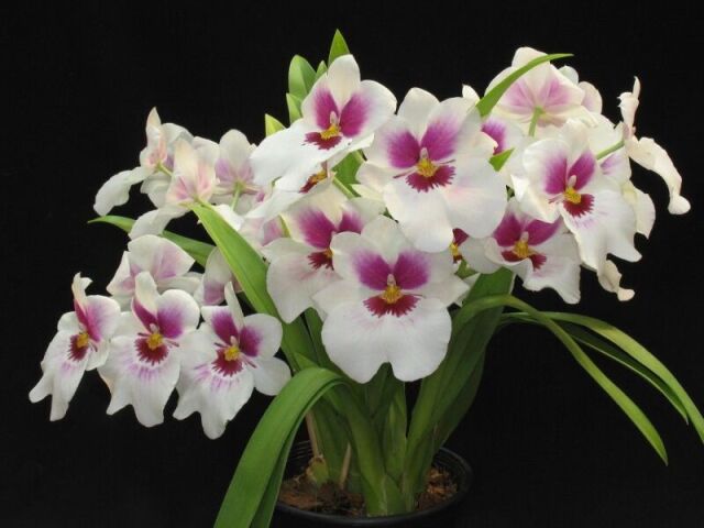 Orquídea